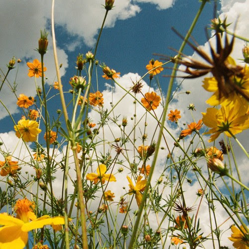 Album artwork for Tasha — You Are Spring!